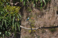 Todiramphus sanctus canacorum