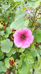 Malope trifida