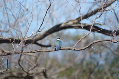 Todiramphus sanctus canacorum