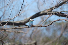 Todiramphus sanctus canacorum