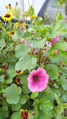 Malope trifida