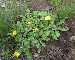 Arctotis arctotoides