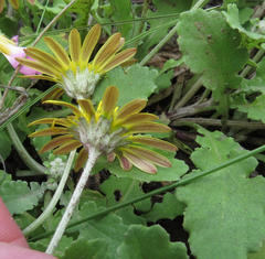 Arctotis arctotoides