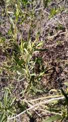 Baccharis salicifolia