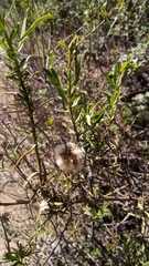 Baccharis salicifolia