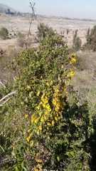 Tropaeolum brachyceras