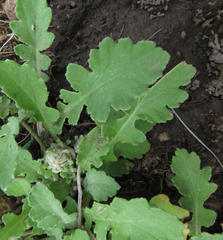 Arctotis arctotoides