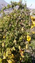 Tropaeolum brachyceras