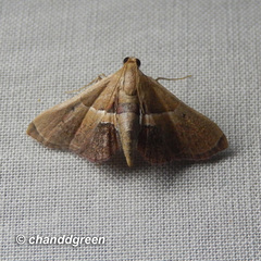 Endotricha repandalis