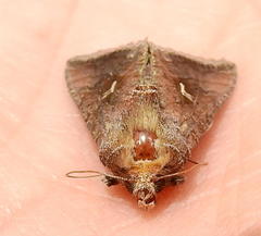 Thysanoplusia angulum