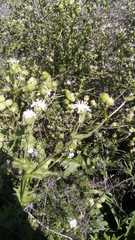 Moscharia pinnatifida