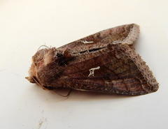 Thysanoplusia angulum