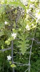 Moscharia pinnatifida