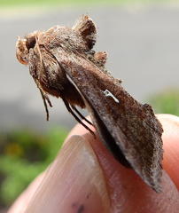 Thysanoplusia angulum