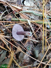 Entoloma violaceum
