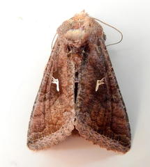 Thysanoplusia angulum