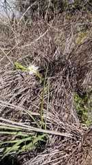 Trichopetalum plumosum