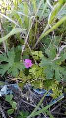 Geranium berteroanum