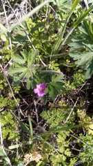 Geranium berteroanum