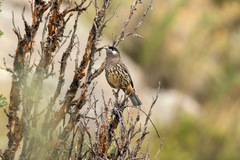 Zaratornis stresemanni
