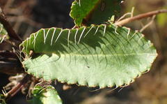 Alepidea capensis capensis