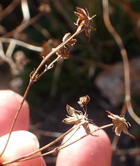 Alepidea capensis capensis