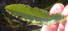 Alepidea capensis capensis