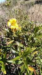 Flourensia thurifera