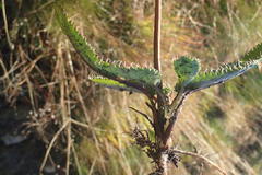 Alepidea capensis capensis