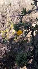 Adesmia confusa