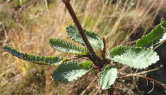 Alepidea capensis capensis