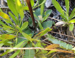 Alepidea capensis capensis