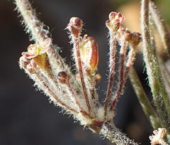 Centella virgata virgata