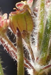 Centella virgata virgata