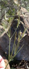 Centella virgata virgata