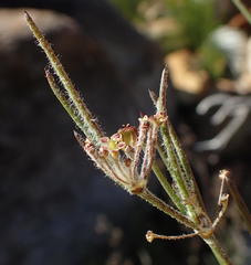 Centella virgata virgata