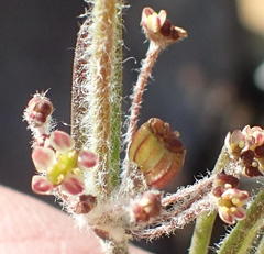 Centella virgata virgata