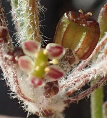 Centella virgata virgata