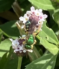 Agapostemon poeyi