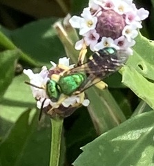 Agapostemon poeyi