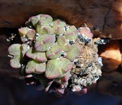 Conophytum taylorianum