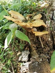 Cerioporus squamosus