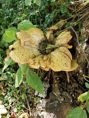 Cerioporus squamosus