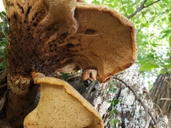 Cerioporus squamosus