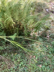 Carex tincta