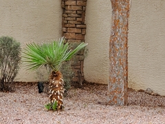 Chamaerops humilis