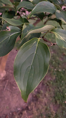 Cornus kousa