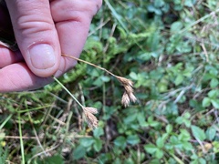 Carex tincta
