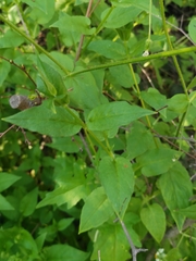 Stellaria chilensis