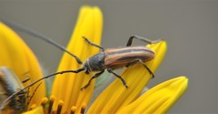 Neocrossidius trivittatus